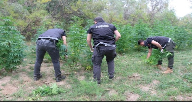 Yozgat’ta devlet arazisine ekilen Hint kenevirleri imha edildi