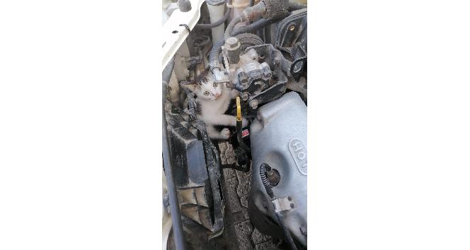 Otomobilin motor kısmına sıkışan kediyi itfaiye kurtardı