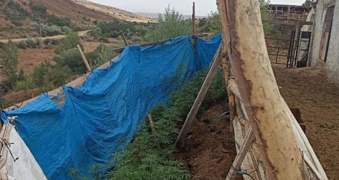 Jandarmanın dikkatinden kaçmadı: Brandayla çevrili bahçede kenevir yetiştirirken yakalandı