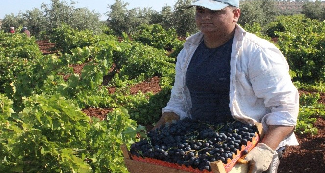 ’Horoz Karası’ üzümünde yüksek rekolte sevinci