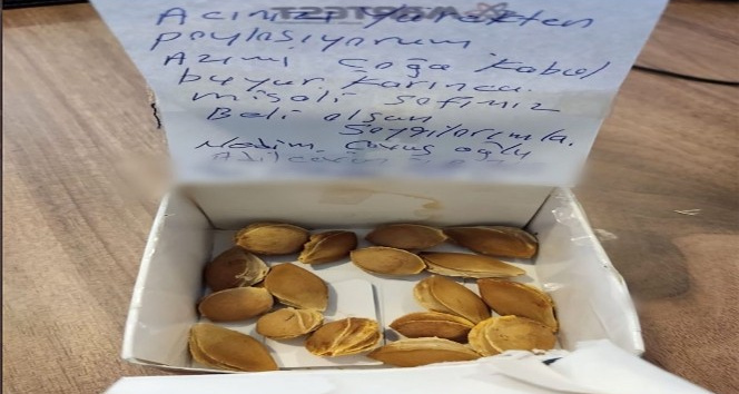 Adilcevaz’dan Marmaris’e kayısı çekirdeği