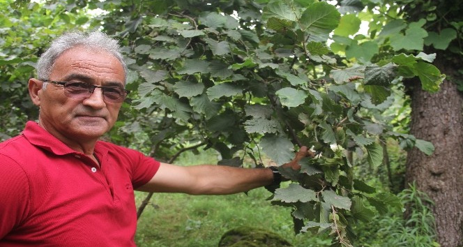 “Fındık pazara inmeden fındık fiyatı açıklansın” çağrısı