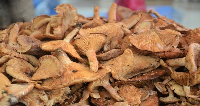 Fındık tirmidi tezgahlarda
