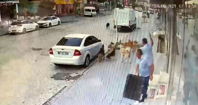 Başıboş sokak köpekleri esnaf ve vatandaşlara korku saçıyor
