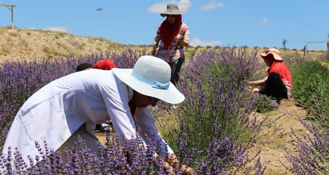 Kırıkkale’de lavanta hasadı yapıldı