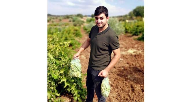 Hasat öncesi pestisit denetimi