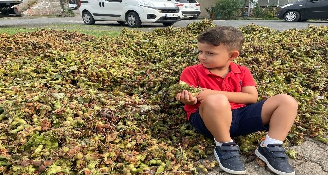 Fındık harmanlarının minik bekçileri
