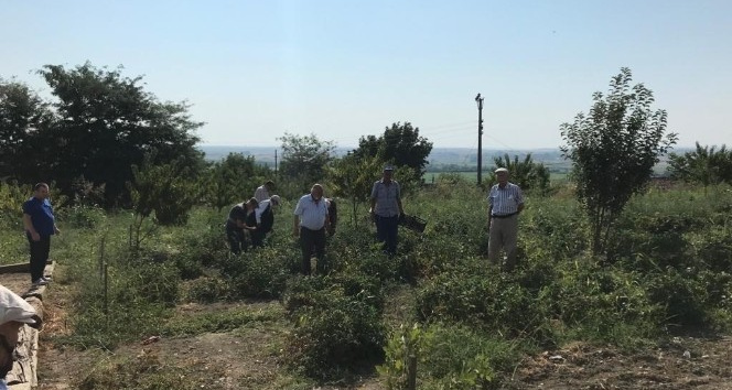 Huzurevinde yetiştirdiler, hasadını gerçekleştirdiler