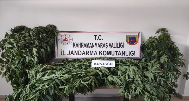 Kahramanmaraş’ta 122 kök kenevir bitkisi ele geçirildi