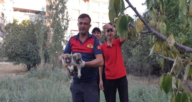 Foseptik çukuruna düşen yavru köpeklerin imdadına itfaiye ekipleri yetişti