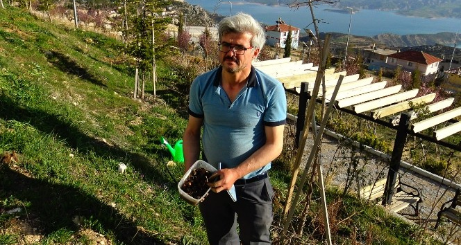 Yanan ormanlar için 15 bin meşe palamudu yetiştirecek