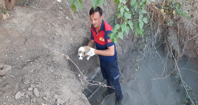 Yavru köpekler düştüğü çukurdan kurtarıldı