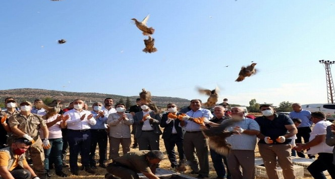 32 köyde 900 adet kınalı keklik doğaya bırakıldı