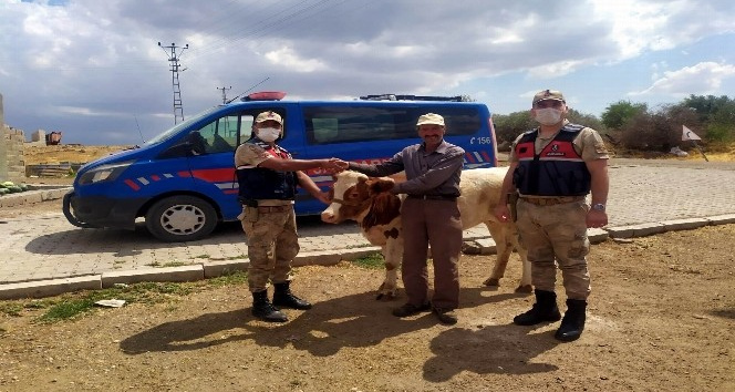 Ahırdan kaçan 2 buzağı 3 gün sonra bulundu