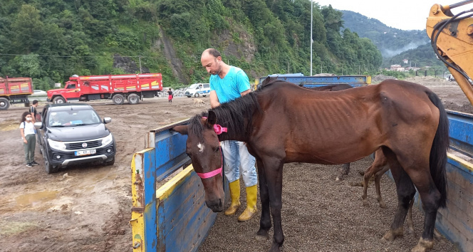 Artvinde ölüme terk edilen atlar yediemin olarak Ardanuç ilçesinde bir çiftliğe gönderildi