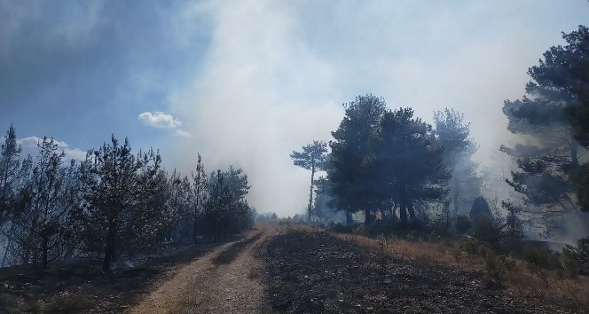 Çanakkale’de orman yangını alevler gökyüzünü kapladı