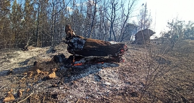 Çanakkale’deki orman yangını kontrol altına alındı