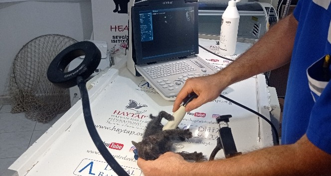 Poşet içerisinde ölüme terk edilen yavru kedi çocuklar sayesinde kurtuldu