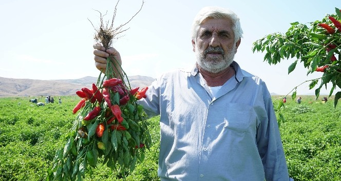 Çiftçi, fide desteğinden memnun