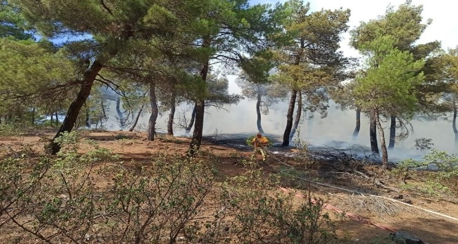 Uşak’taki orman yangınında 2 buçuk hektar alan kül oldu