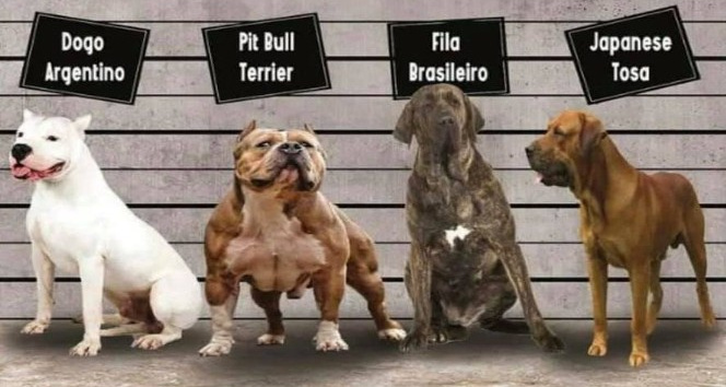Irk köpek besleyenlere kısırlaştırma ve kayıt zorunluluğu