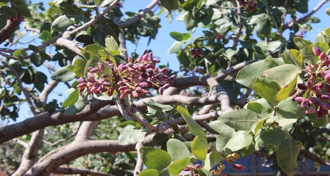 Kilis’te Antep fıstığı hasadı başladı
