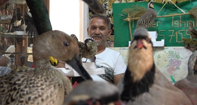 Tahnit ustası av köşkünde doldurduğu kanatlı hayvanları sergiliyor