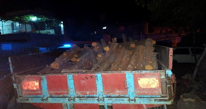 Ormandan ağaç kesen kişiye suçüstü