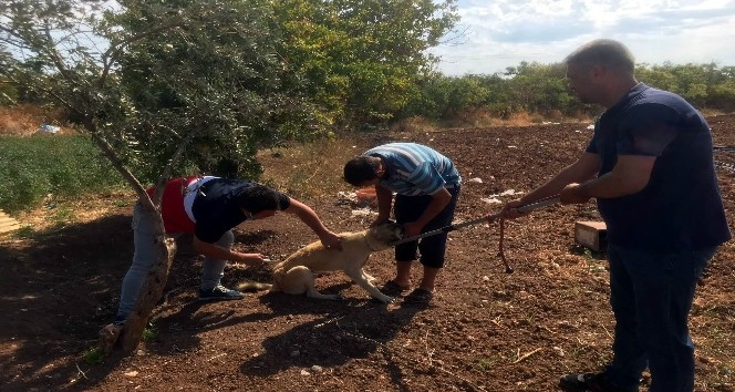 Kilis’te evcil hayvanlara mikro çip uygulaması başladı