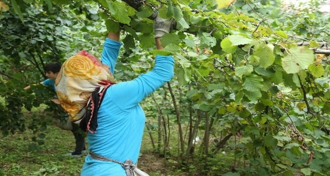 Fındık dalda kalmadı
