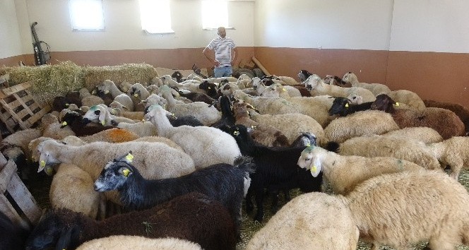 Tokat’tan Manavgat’taki yangın mağduru çiftçilere canlı hayvan desteği