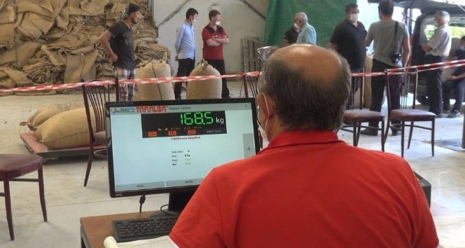 2021 yılı fındık alımları 1 Eylül’de başlıyor