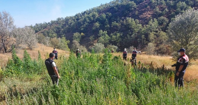 Ormanlık arazisini ’kenevir tarlası’, ağırı da ’kaçak içki’ imalathanesi yaptı: 1 gözaltı
