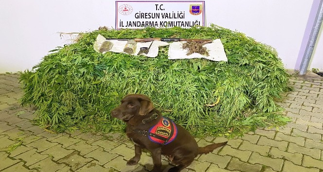 Giresun’da 513 kök kenevir bitkisi ele geçirildi