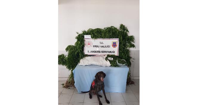 Ordu’da uyuşturucu operasyonu