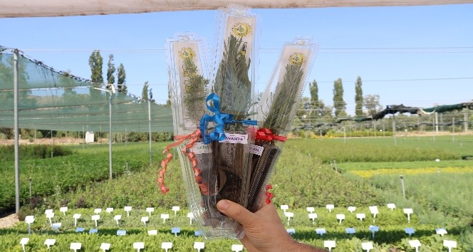 Eskişehir’de üretilen "Nikâh Fidanları" farklı etkinliklerde dağıtılıyor