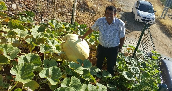 Avrupa’dan getirdiği tohumla 100 kiloluk 265 santimetre çapında kabak yetiştirdi