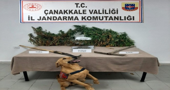 Çanakkale’de uyuşturucu operasyonu