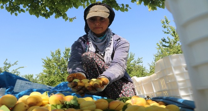 Malatyalılardan "kayısı bizim" tepkisi