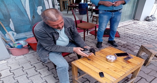 Elleriyle besledikleri karga yanlarından ayrılmıyor