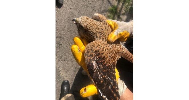 Yaralı halde bulunan şahin tedavi altına alındı