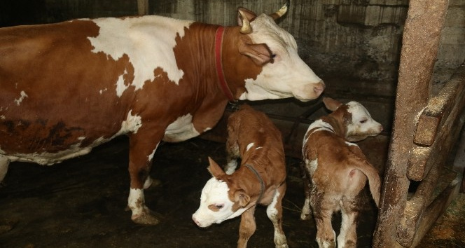 Rize’de ikiz doğuran inek sahibini sevindirdi