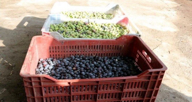 Osmaniye’de çiftçilere yüzde 50 hibeli zeytin kasası dağıtılacak