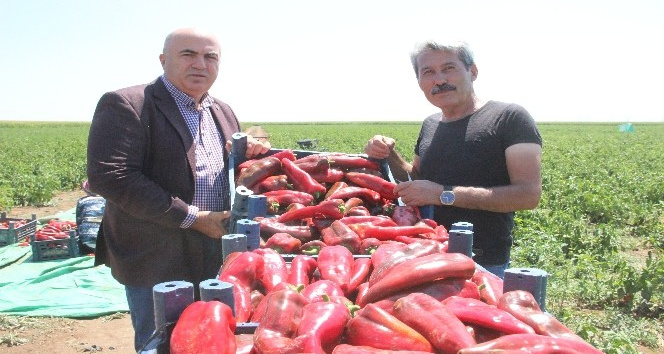 Karaman’da üretilen salçalık biberler 7 ile gönderiliyor