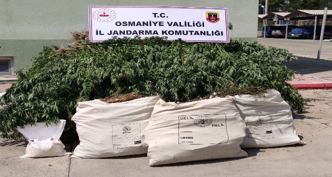 Osmaniye’de esrar ve kenevir ele geçirildi