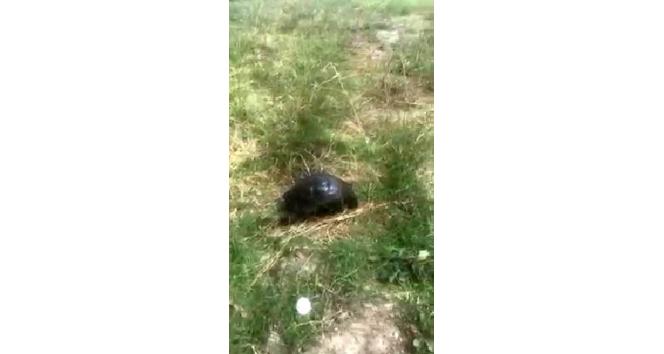 Zifte bulanmış halde bulunan kaplumbağa, temizlenerek tekrar doğaya bırakıldı