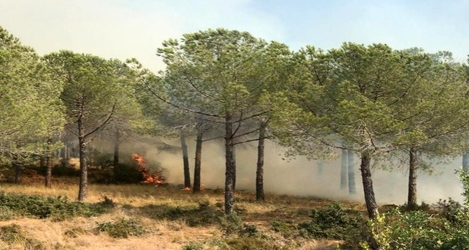 Ormanlık alanda çıkan yangın büyümeden söndürüldü