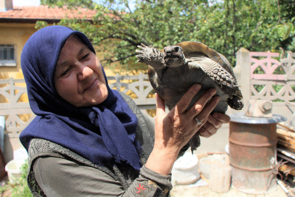 Kaplumbağa terbiyecisi Zekiye teyze