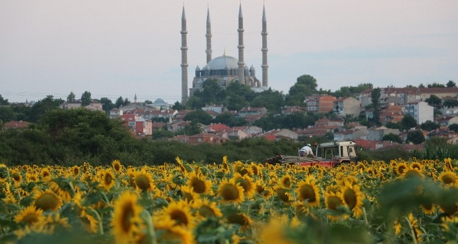 (ÖZEL) Kuraklık ayçiçeğini vurdu