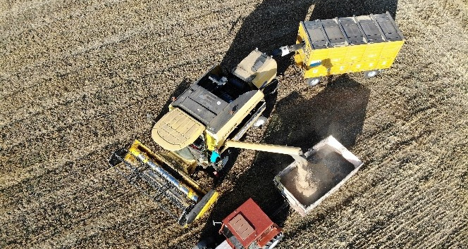 Tokat’ta buğday rekoltesinde artış bekleniyor